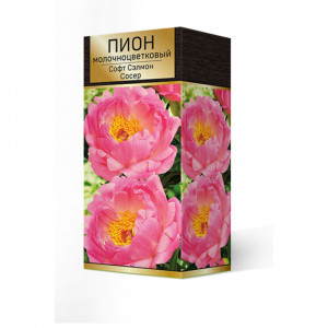 88294987 Пион молочноцветковый Софт салмон сосер разбор 2-3