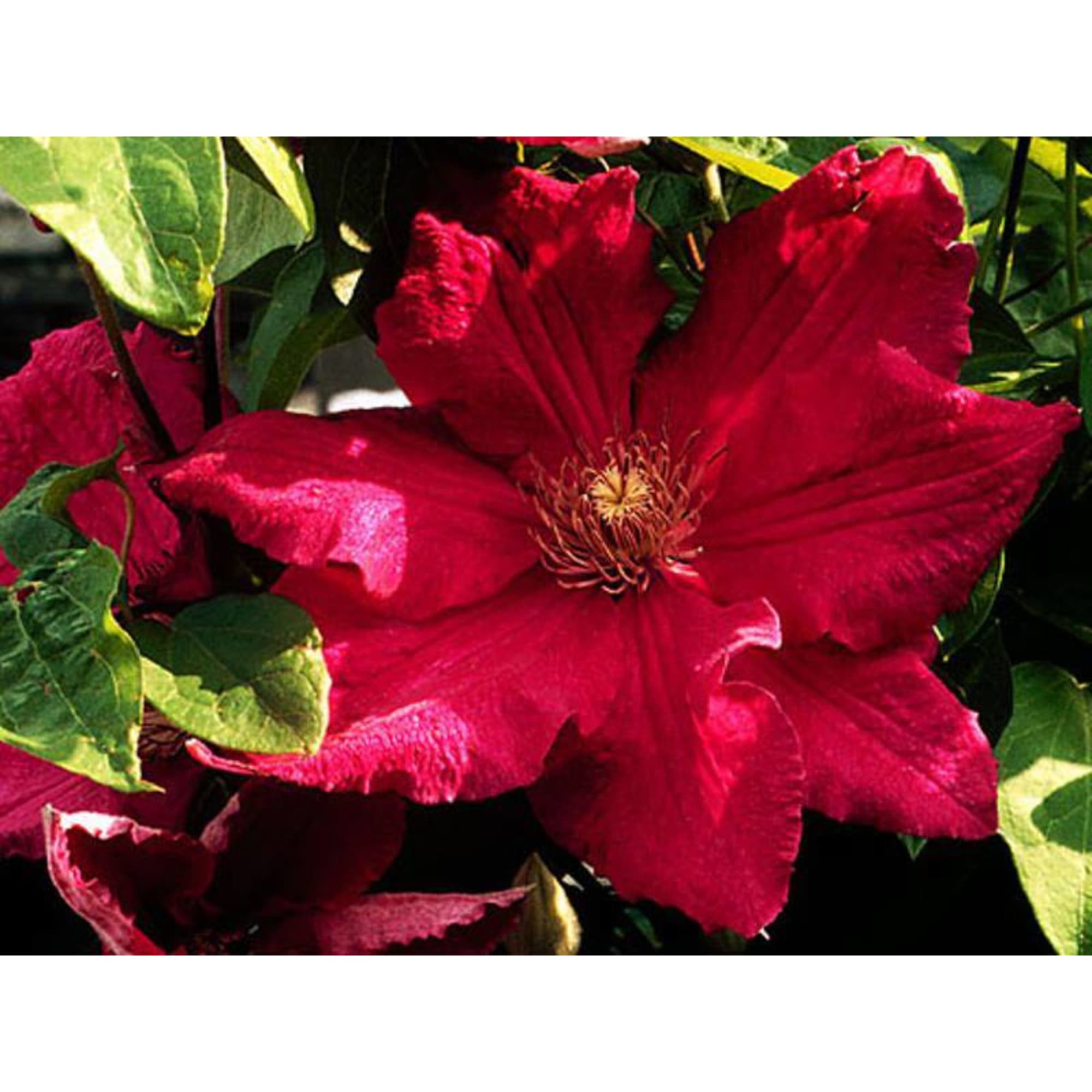 85324321 Клематис крупноцветковый Перида ø17 h50 см Santreyd  - Вид №1