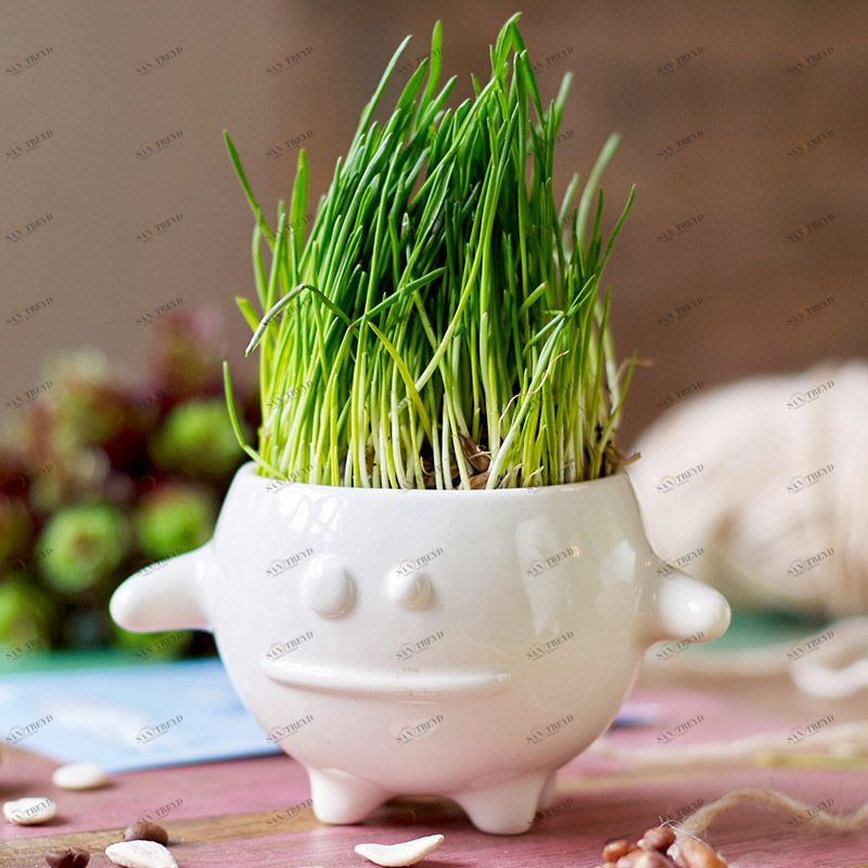 Набор для выращивания Eco Кру ЭКОЧЕЛОВЕКИ 8003