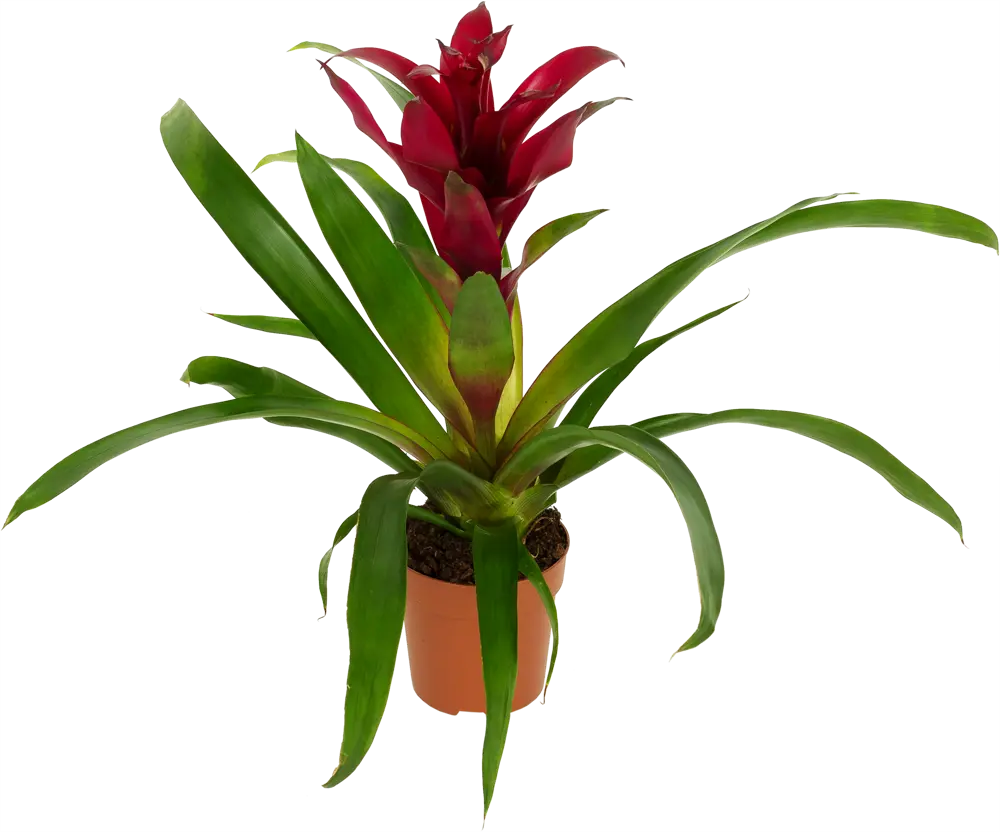 Гузмания микс Santreyd — экзотический акцент для интерьера 14032599