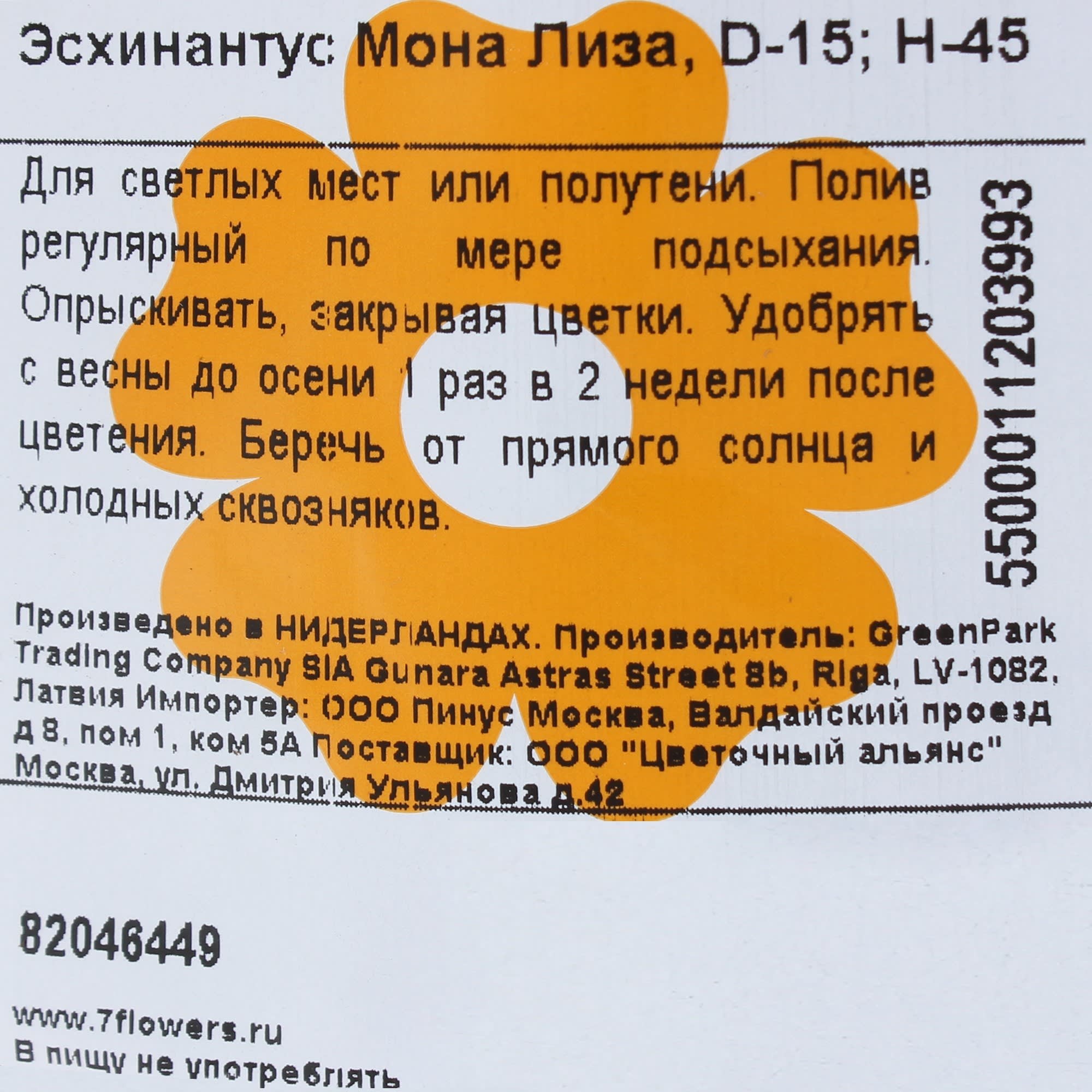 82046449 Эсхинантус «Мона Лиза» Santreyd  - Вид №2