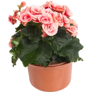 Бегония Премиум Santreyd с крупными розовыми цветами в декоративном горшке 18438861