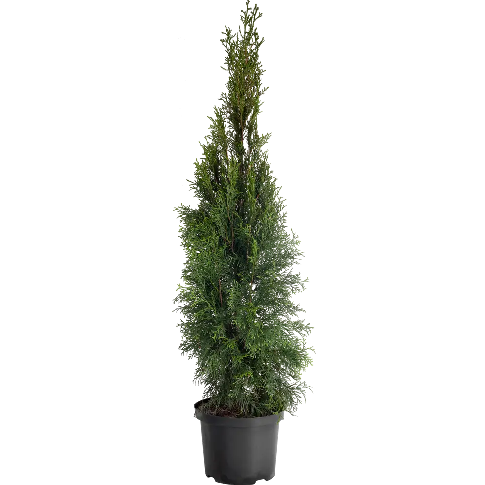 Туя западная «Смарагд» С5, 100-120 см 81969347 STLM-2192410 PLANTMARKET 