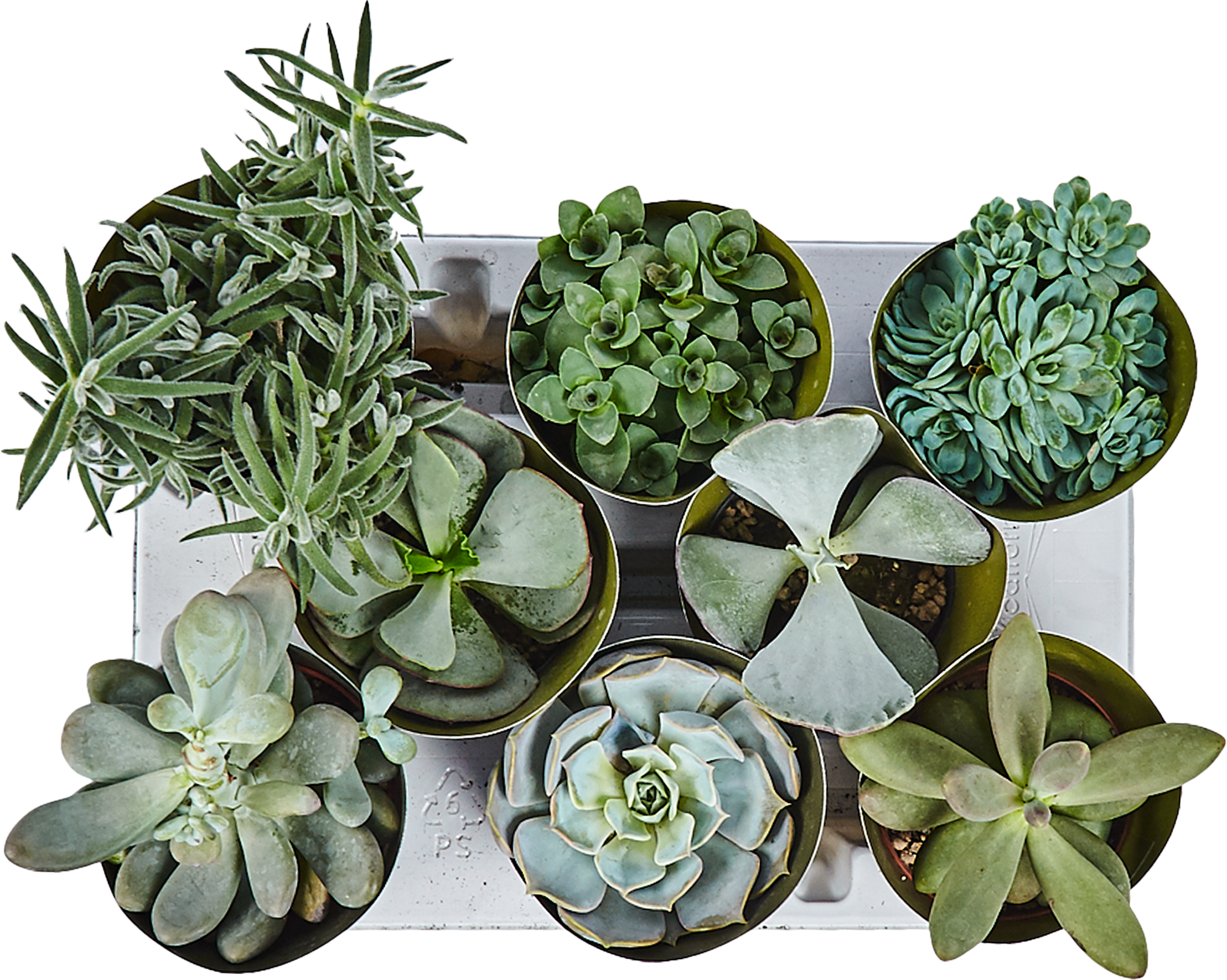 Суккулент микс Santreyd - набор комнатных растений для интерьера 82894902 STLM-0037680 - Вид №1