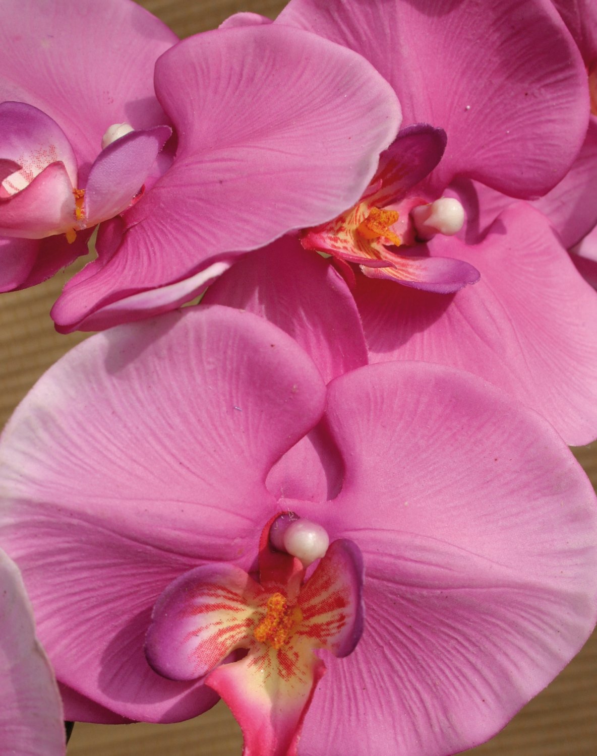 2581 420 a3 Искусственная орхидея Phalaenopsis, 103 см, real touch, вишня H-andreas  - Вид №5