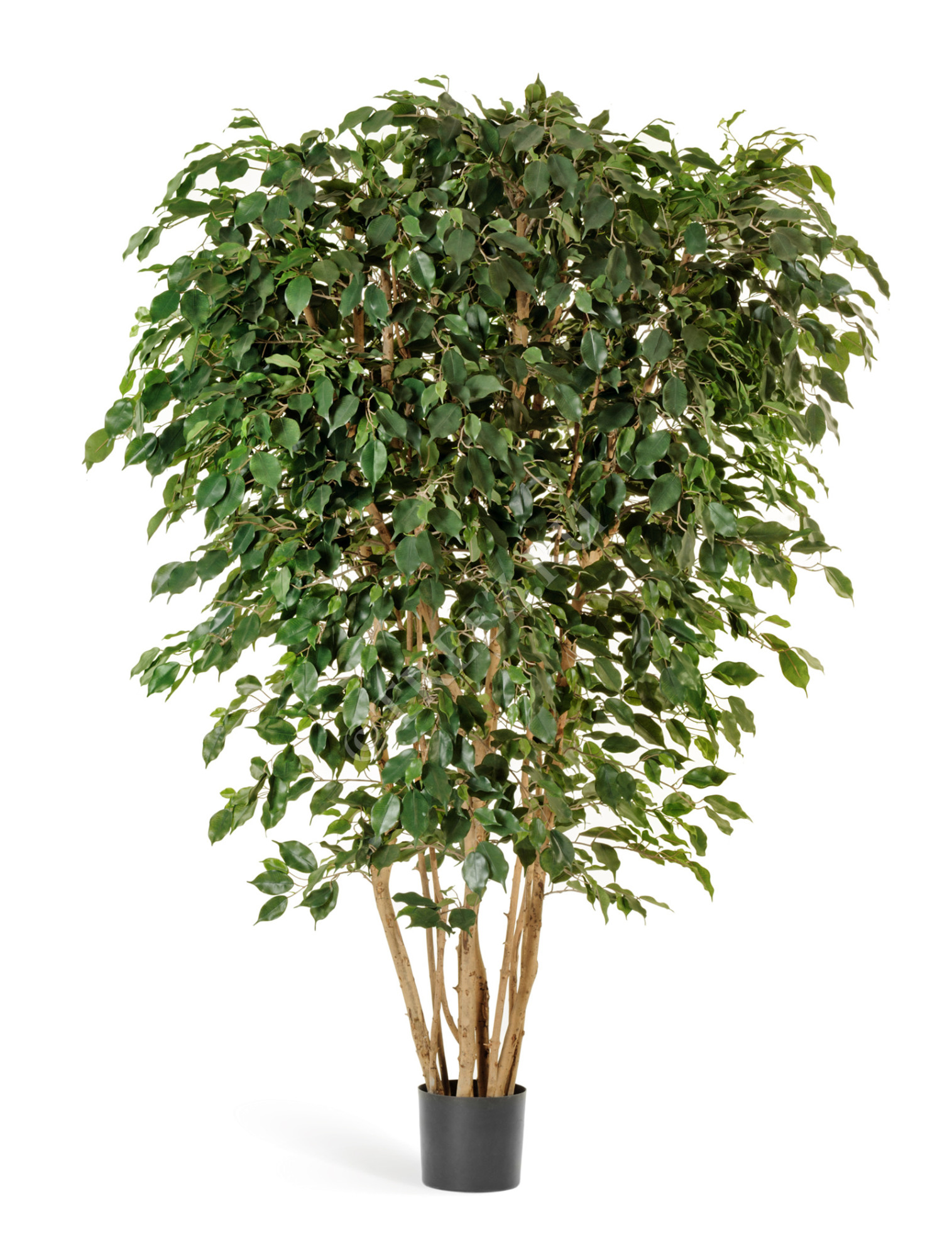 10.31008N Фикус Бенджамина многоствольный Цветочная коллекция 