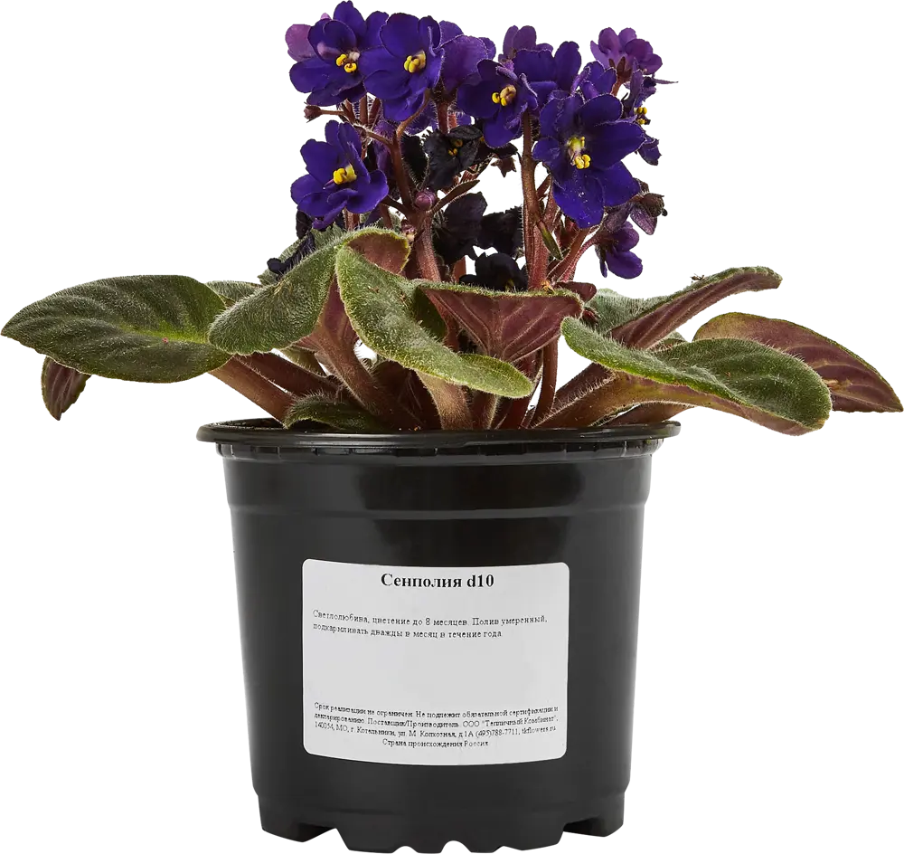 Santreyd Сенполия - цветущее комнатное растение с бархатными листьями 88876072