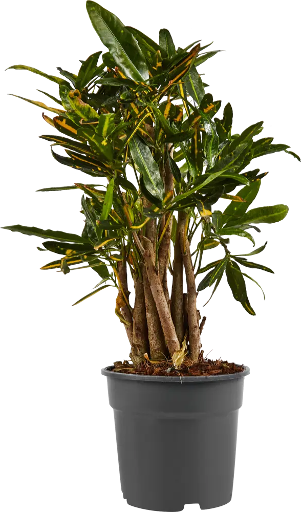 Santreyd Кодиеум Солнечная звезда — яркий акцент для интерьера 87819666