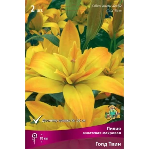 Лилия Santreyd Голд Твин - солнечная махровая красавица для сада 82662528
