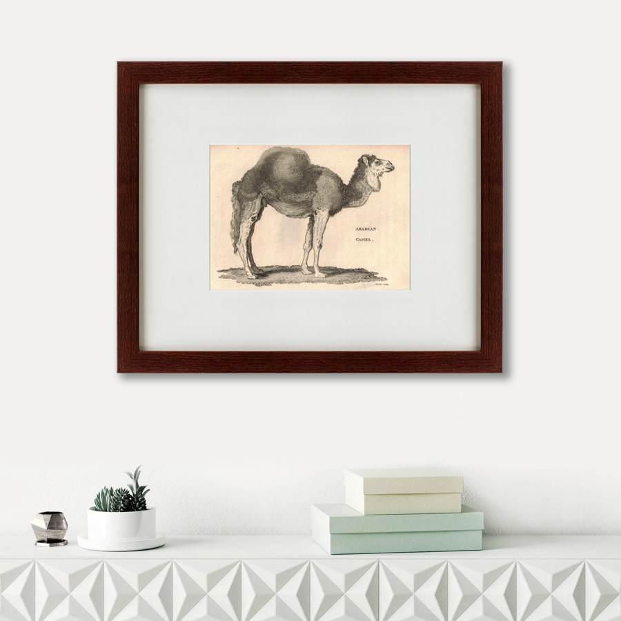 Литография на тонированной бумаге 42х52 см Arabian Camel, 1809 КАРТИНЫ В КВАРТИРУ  135666 Бежевый;белый;коричневый;разноцветный  - Вид №1