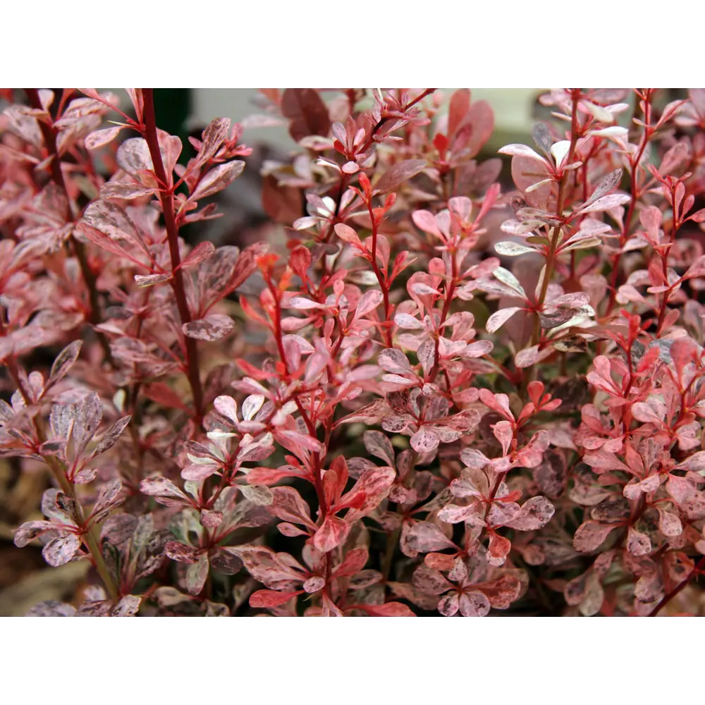 Барбарис Тунберга Харлеквин Santreyd - пестролистный кустарник с красной листвой 85325455 STLM-0061594