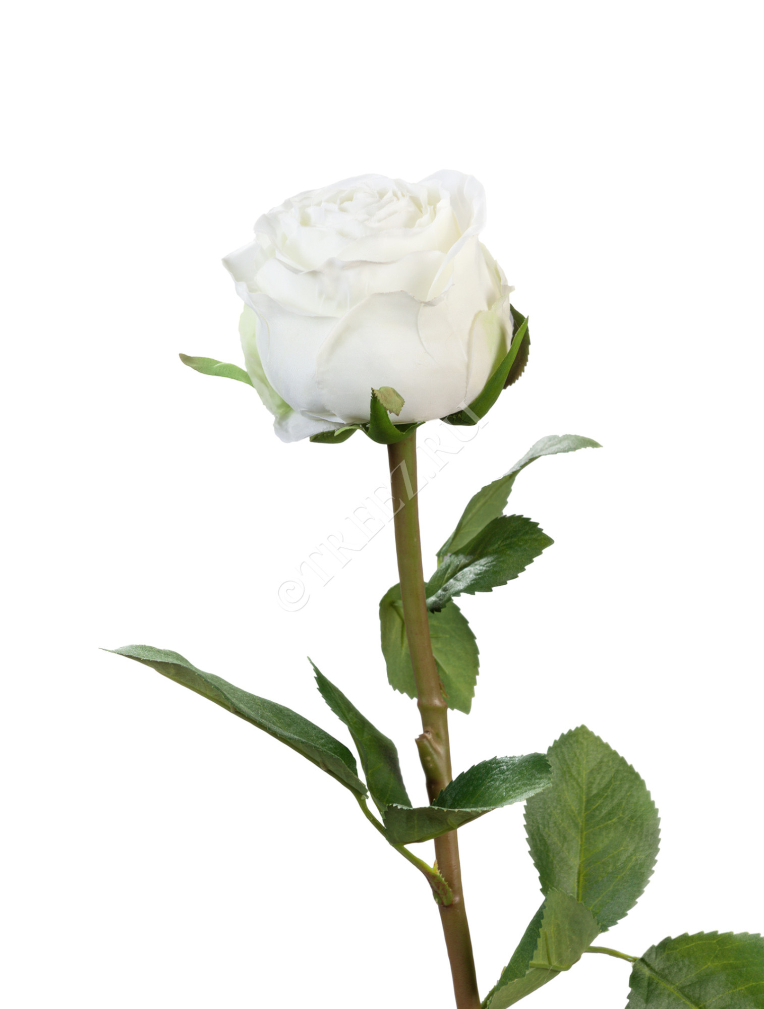 30.0613113WHsm Роза Эсперанса Мидл белая Цветочная коллекция 