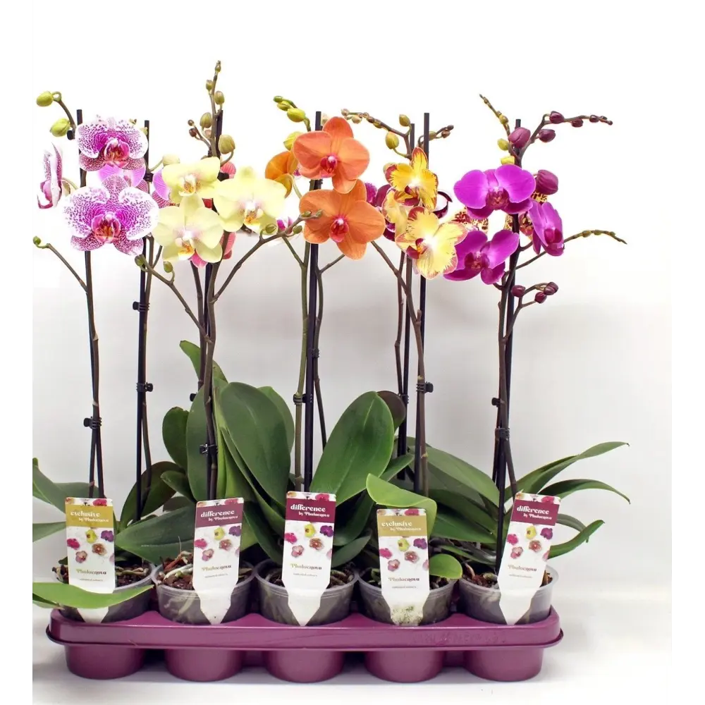 Santreyd Орхидея Фаленопсис — изящная бабочка в вашем интерьере 86750207 STLM-0960963