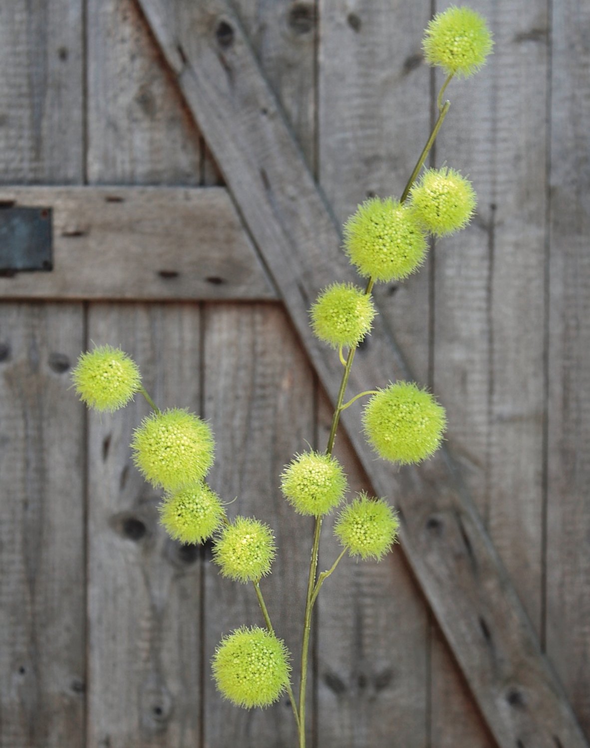 5535 883 a3 Искусственный спрей из плодов гомфокарпуса, 103 см, зеленый H-andreas 