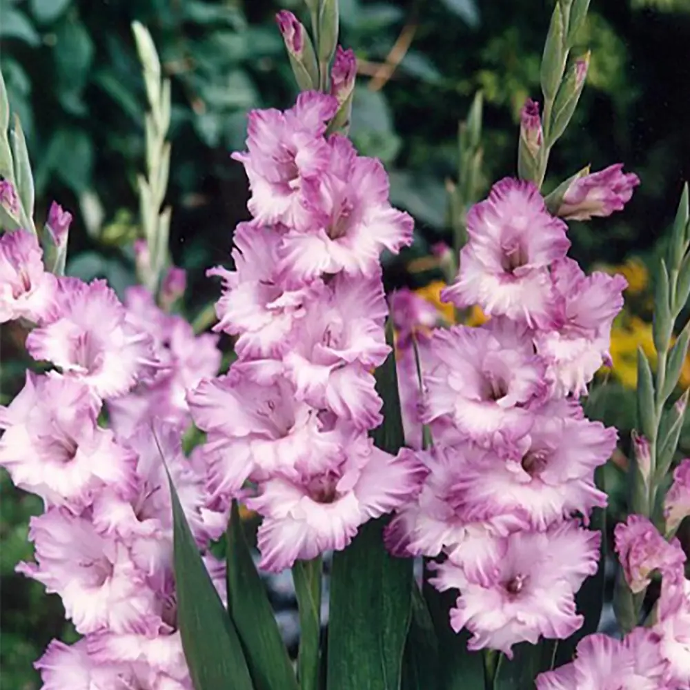 Гладиолус «Blue Frost», 12х14 см GEOLIA STLM-2078663