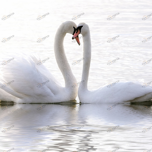 A1-057 Фотообои DIVINO Collection A 1.47х2 м A1057