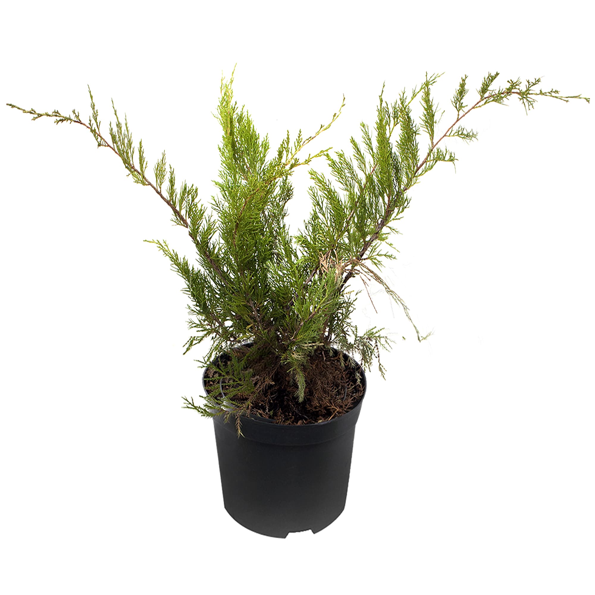 18383046 Можжевельник средний «Минт Джулеп», 17х30-40 см Santreyd  - Вид №1