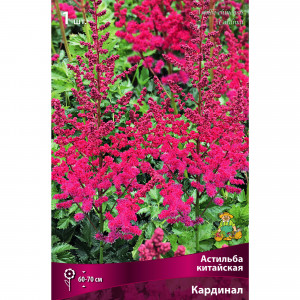 88294699 Астильба китайская Кардинал луковица I