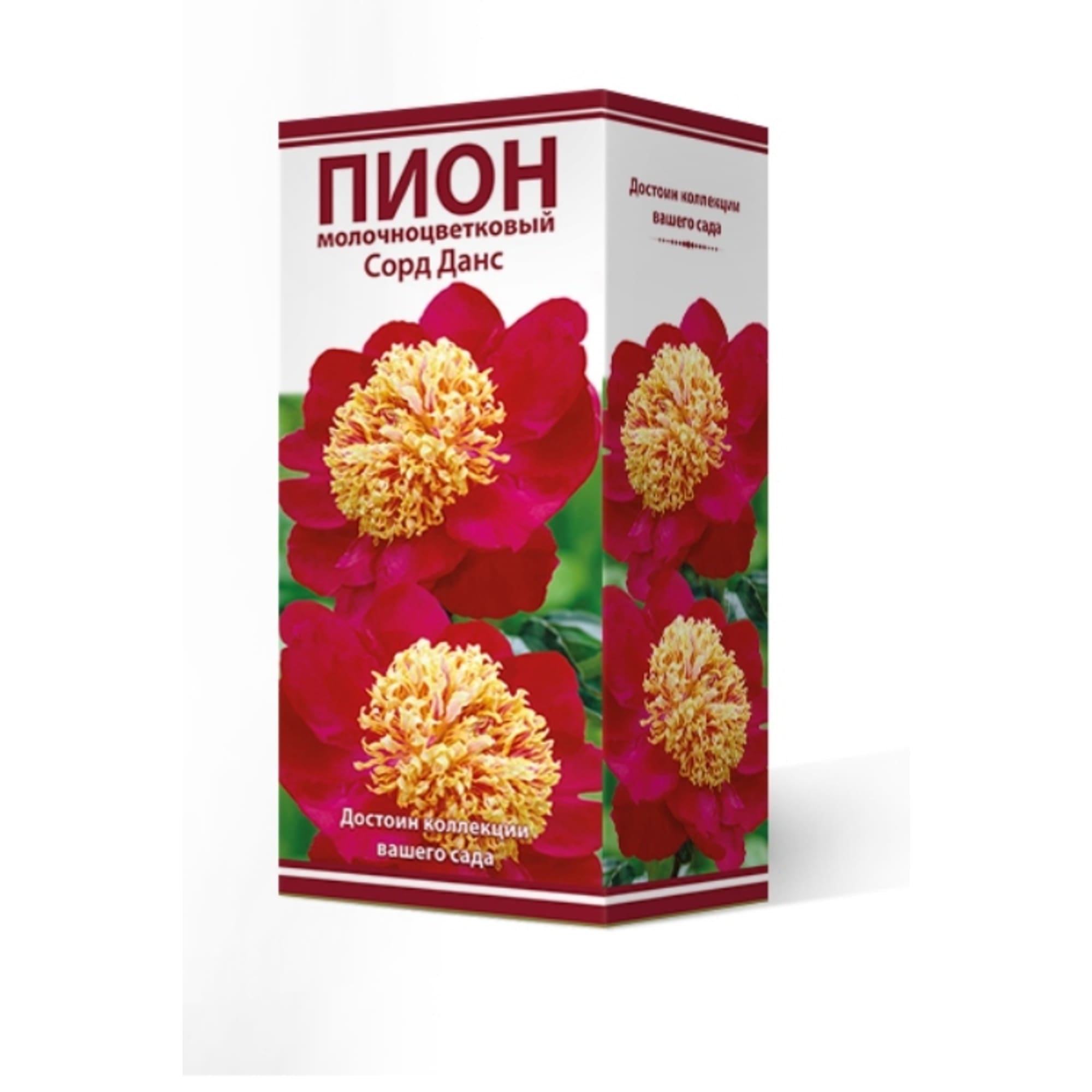 83600326 Пион травянистый Сорд Данс луковица 2-3 Santreyd 