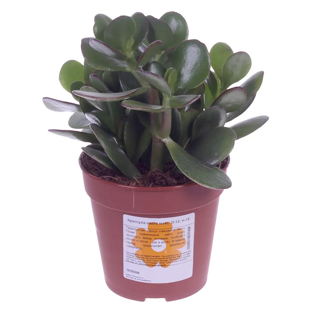 Santreyd Крассула Овата - денежное дерево для вашего интерьера 18785694 STLM-0012720