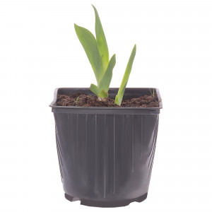 81954813 Ирис германский С1 «Вайт»