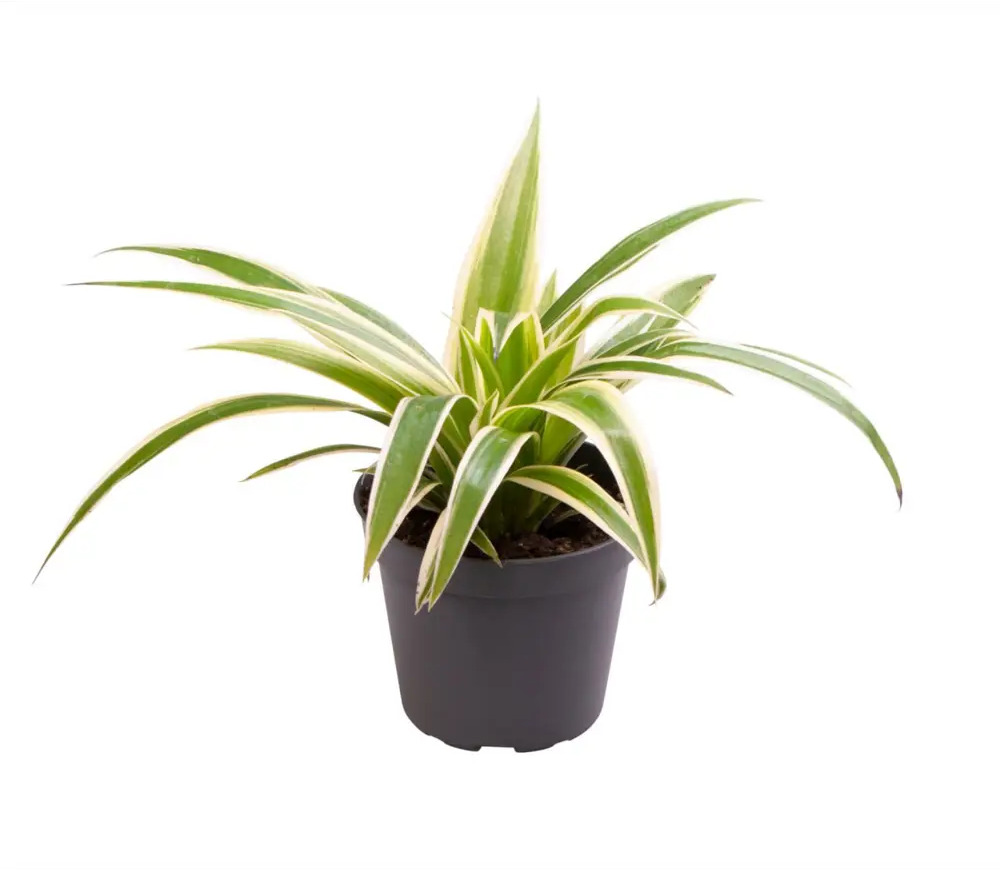 Santreyd Хлорофитум Айриш — изящный комнатный фонтанчик зелени 89375036