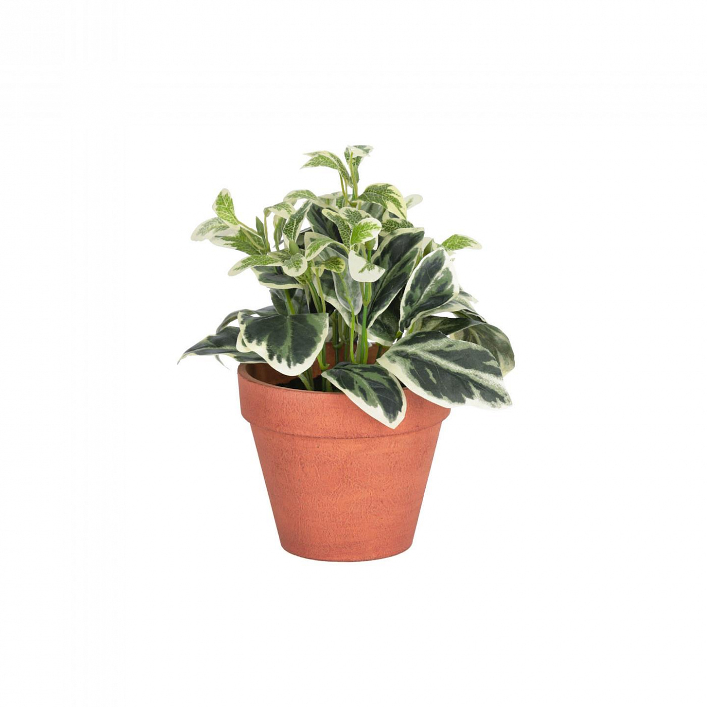 089931 Шалфей в горшочке из папье-маше Flower La Forma Aucuba  - Вид №1