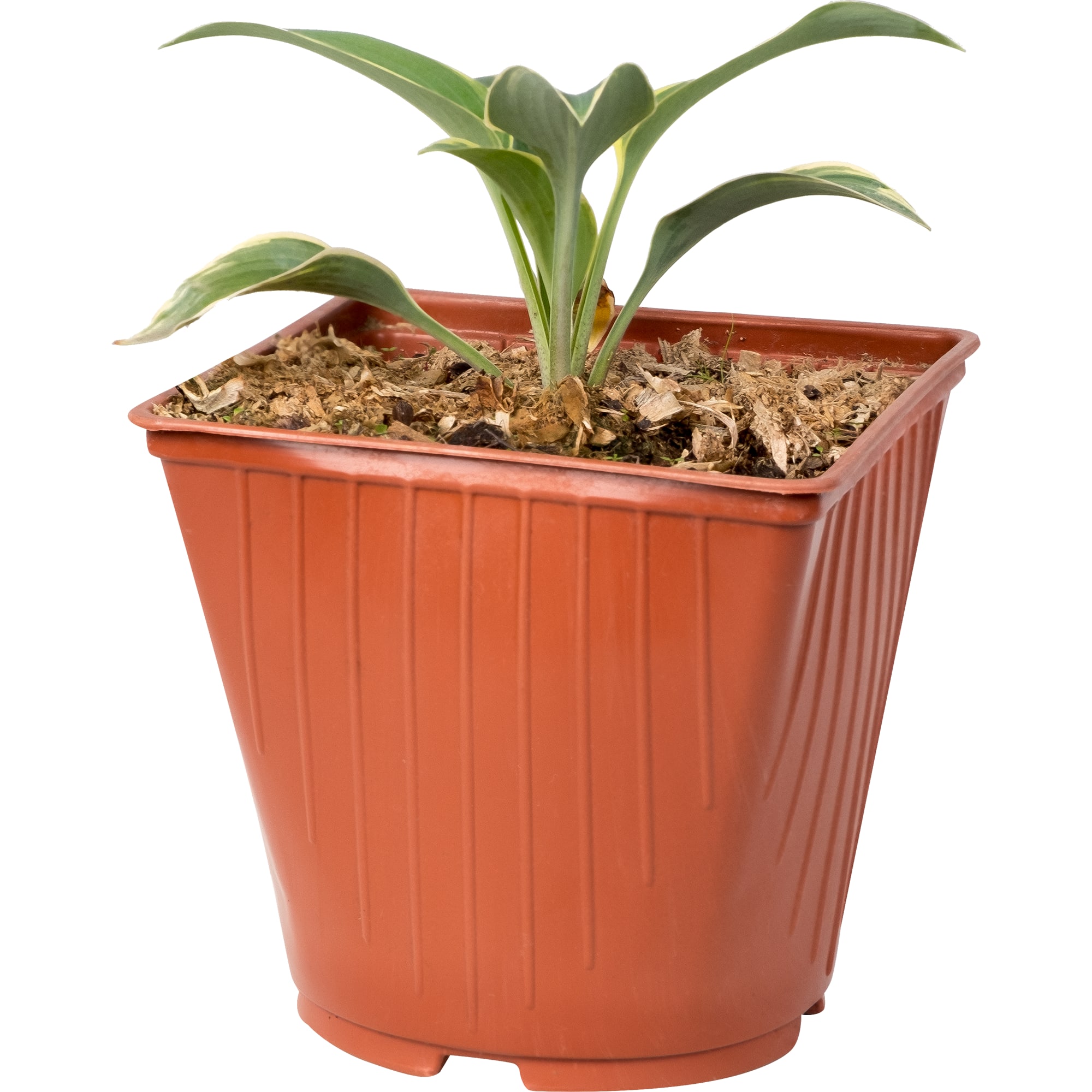 81954858 Хоста гибридная С2 «Брессинген» h15 Santreyd 