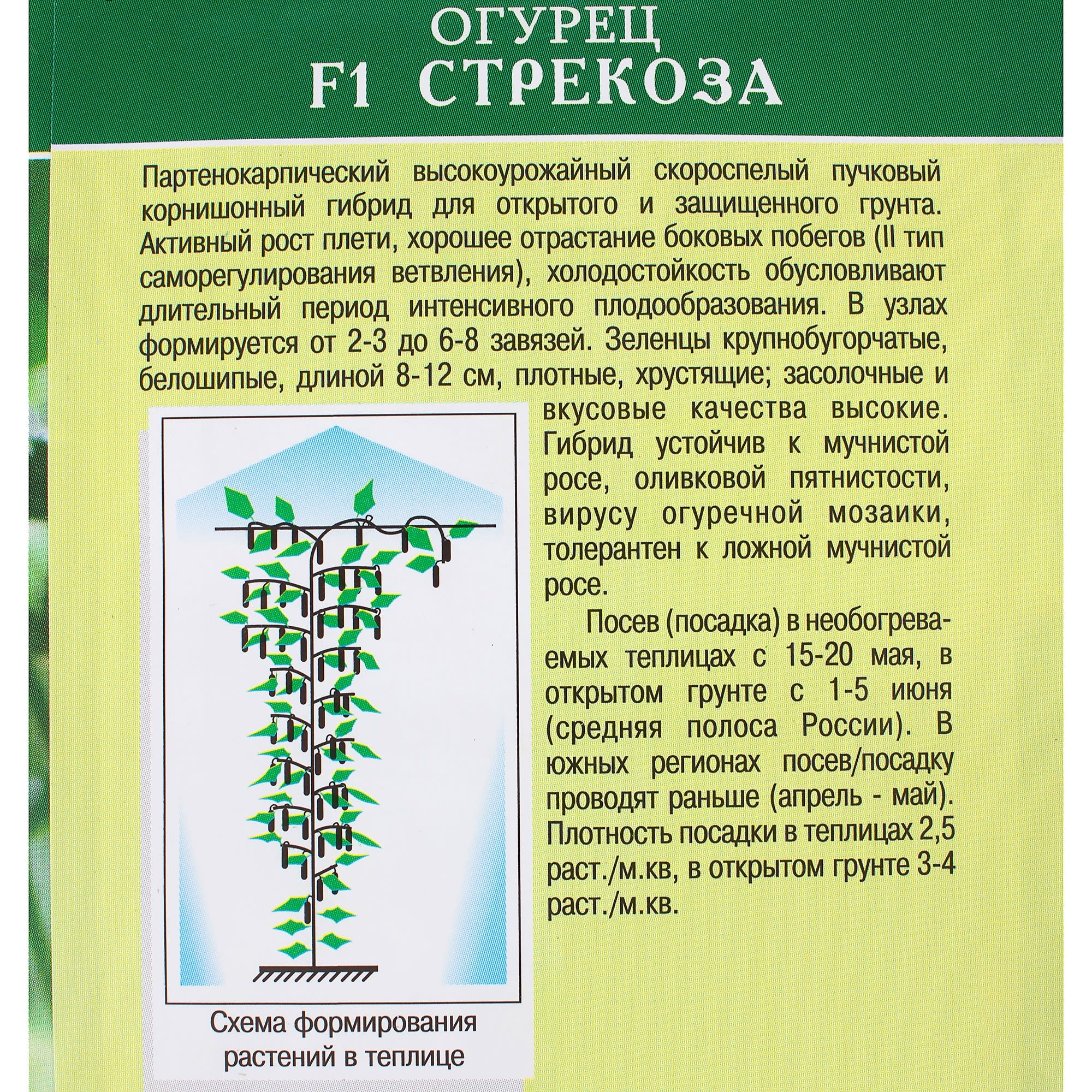 81932523 Семена Огурец «Стрекоза» F1 Santreyd  - Вид №2