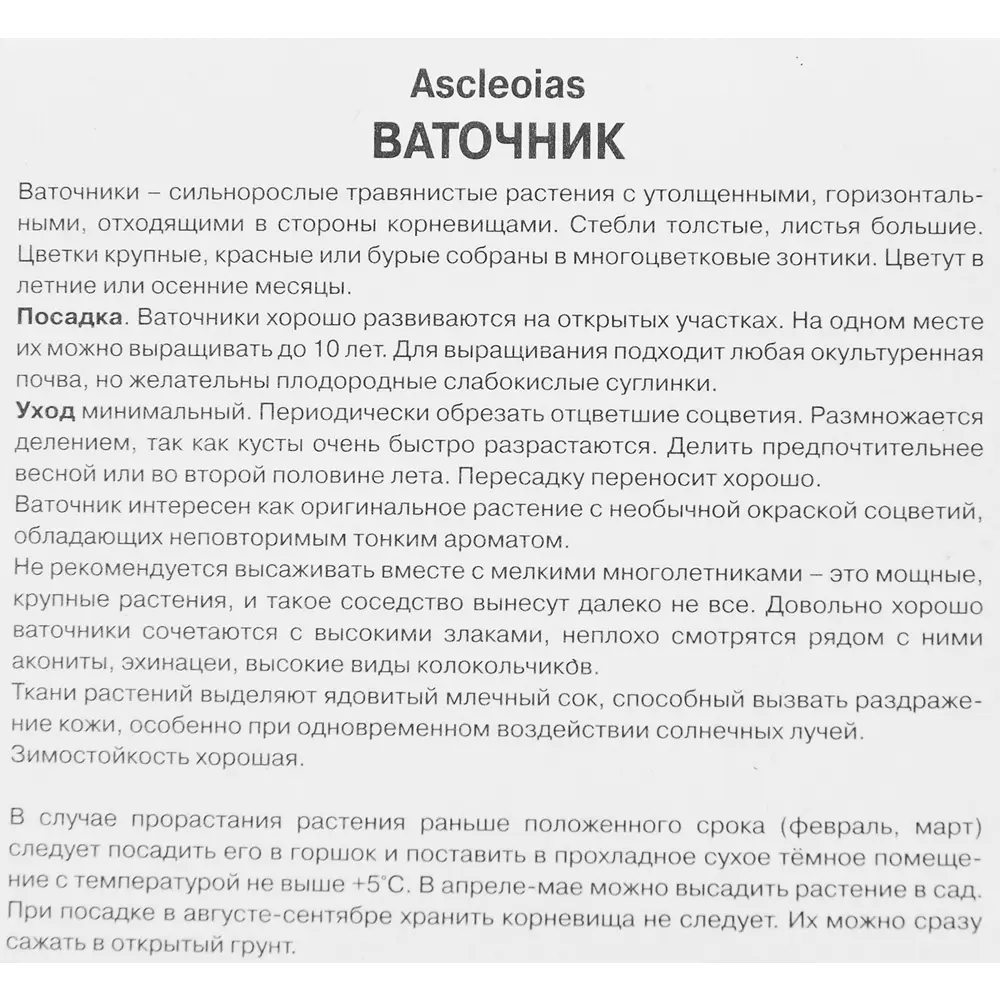 Ваточник инкарнатный Айс Бэлей ПОИСК STLM-2167156 - Вид №2