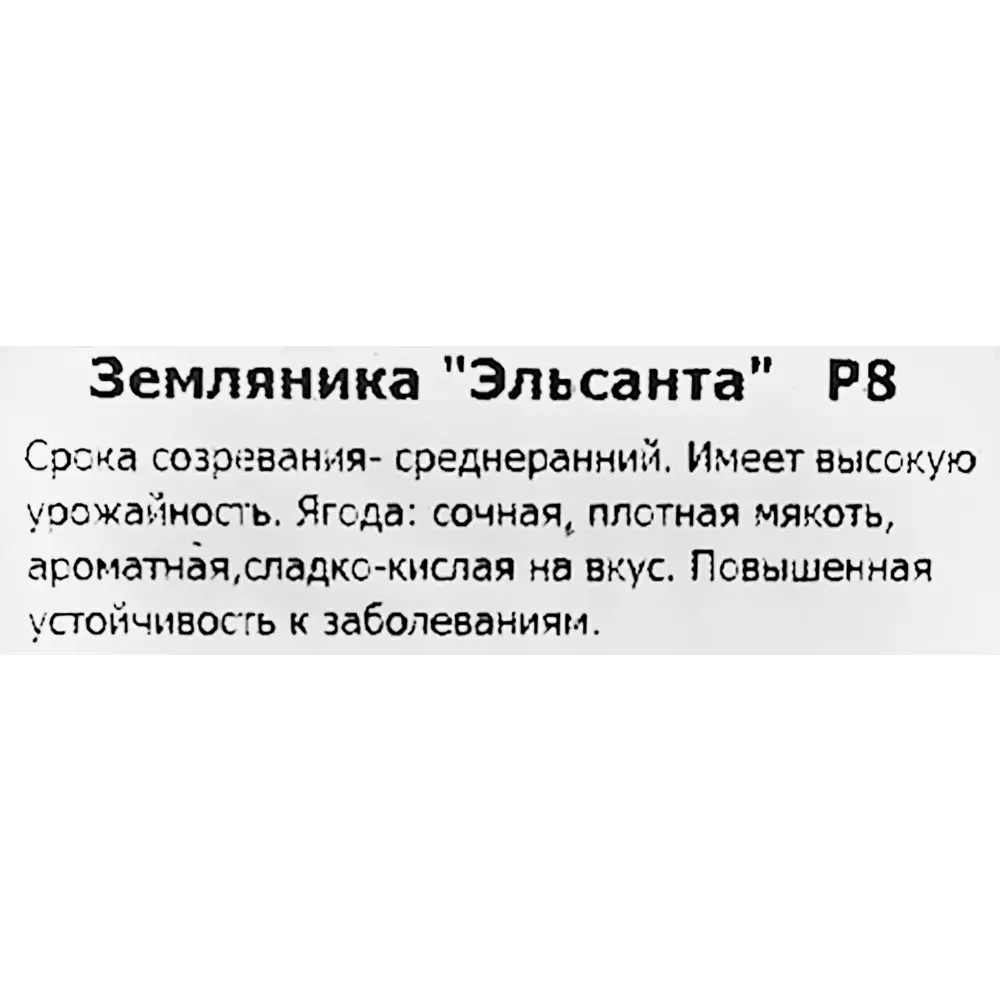 Земляника Эльсанта от Santreyd - сладкий урожай с августа 83597591 STLM-0964696 - Вид №1