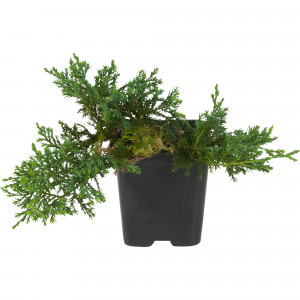 82596779 Можжевельник средний 9x10 см