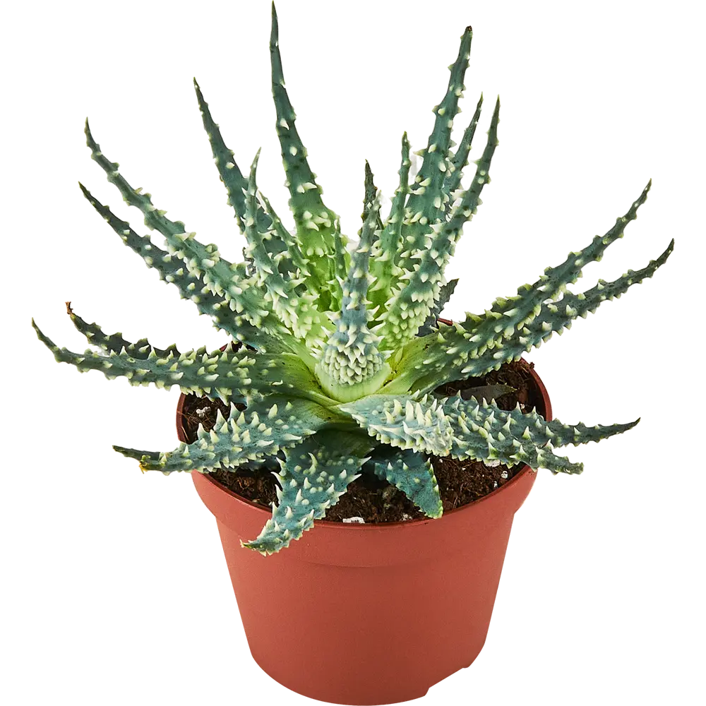 Santreyd Алоэ Мара — суккулент для современного интерьера 87819705 STLM-0075893