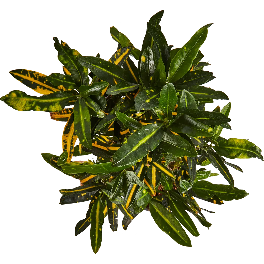 Santreyd Кодиеум Солнечная звезда — яркий акцент для интерьера 87819666 STLM-0961998 - Вид №2