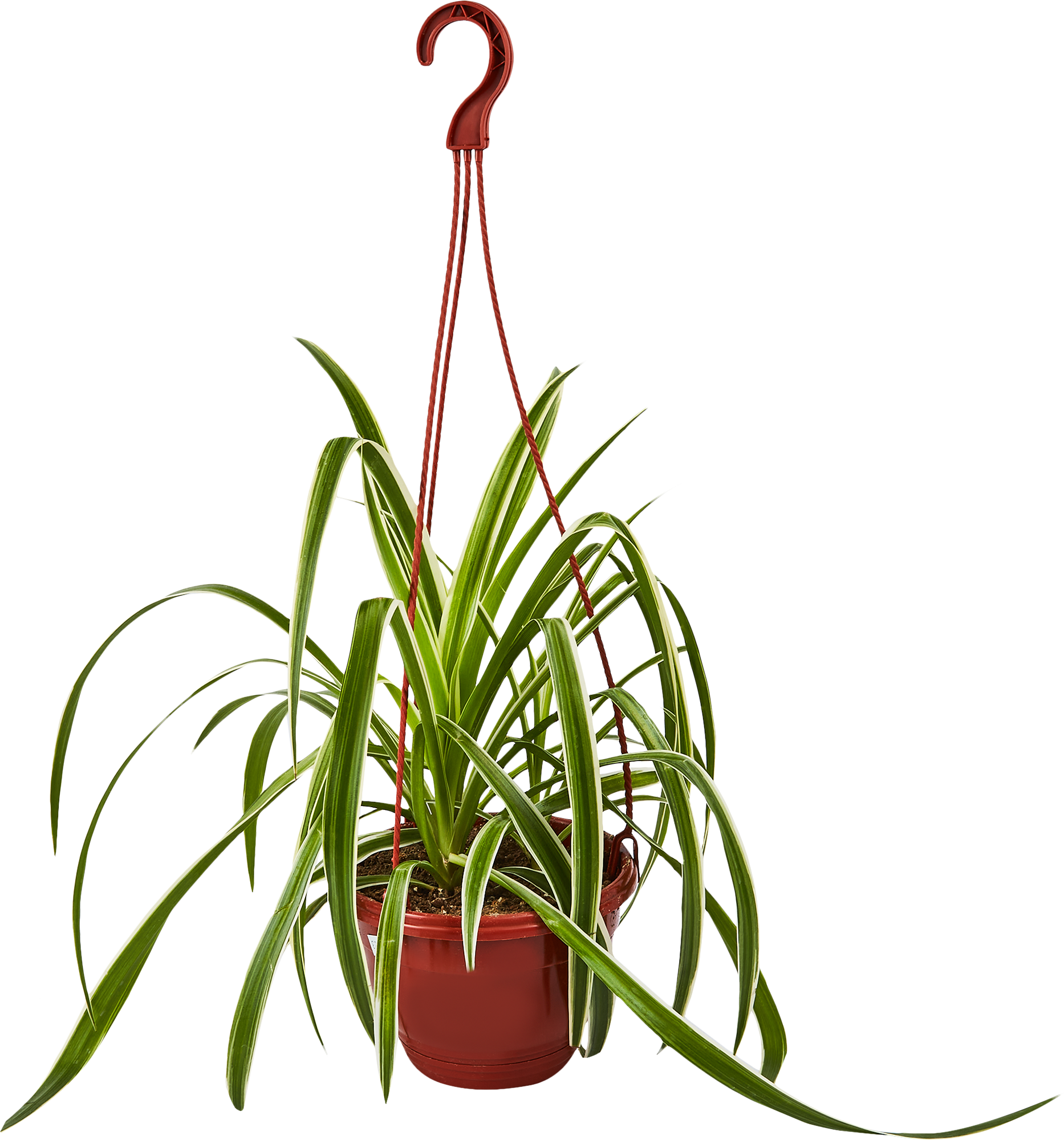 Хлорофитум Вариегата - комнатное декоративно-лиственное растение 85535975 Santreyd STLM-0063575 - Вид №1