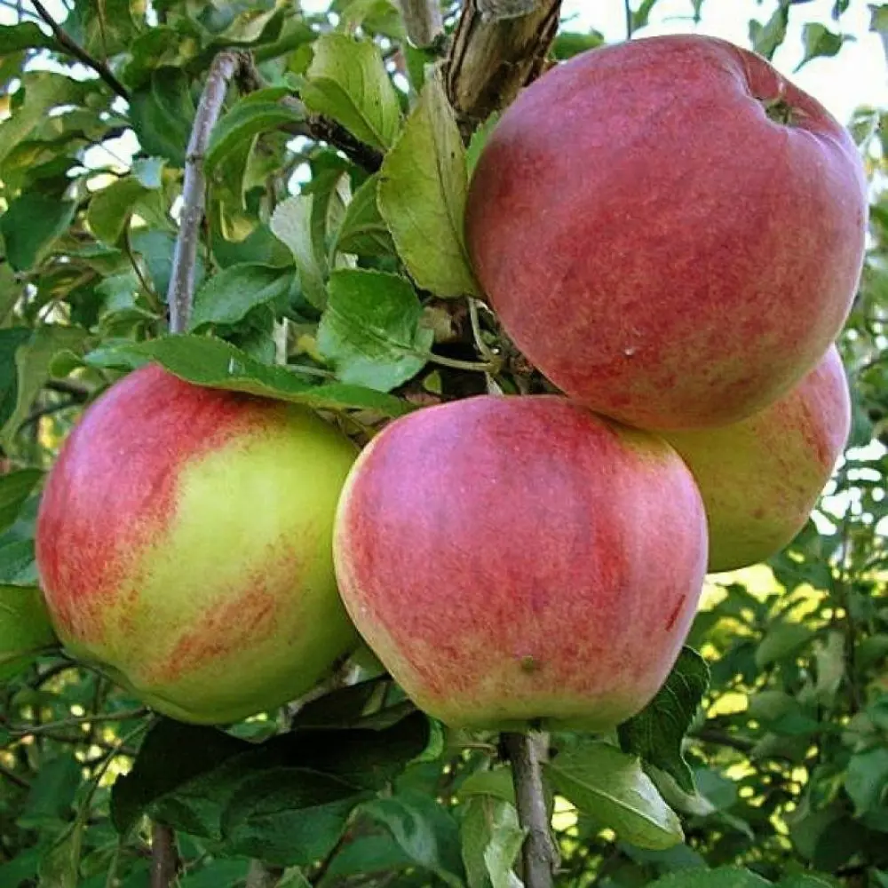 Яблоня Уэлси ø20 h120 см PLANTMARKET STLM-2111184
