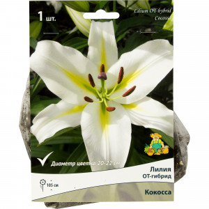 82319563 Лилия ОТ-гибрид «Конка д Ор» размер луковицы 14/16