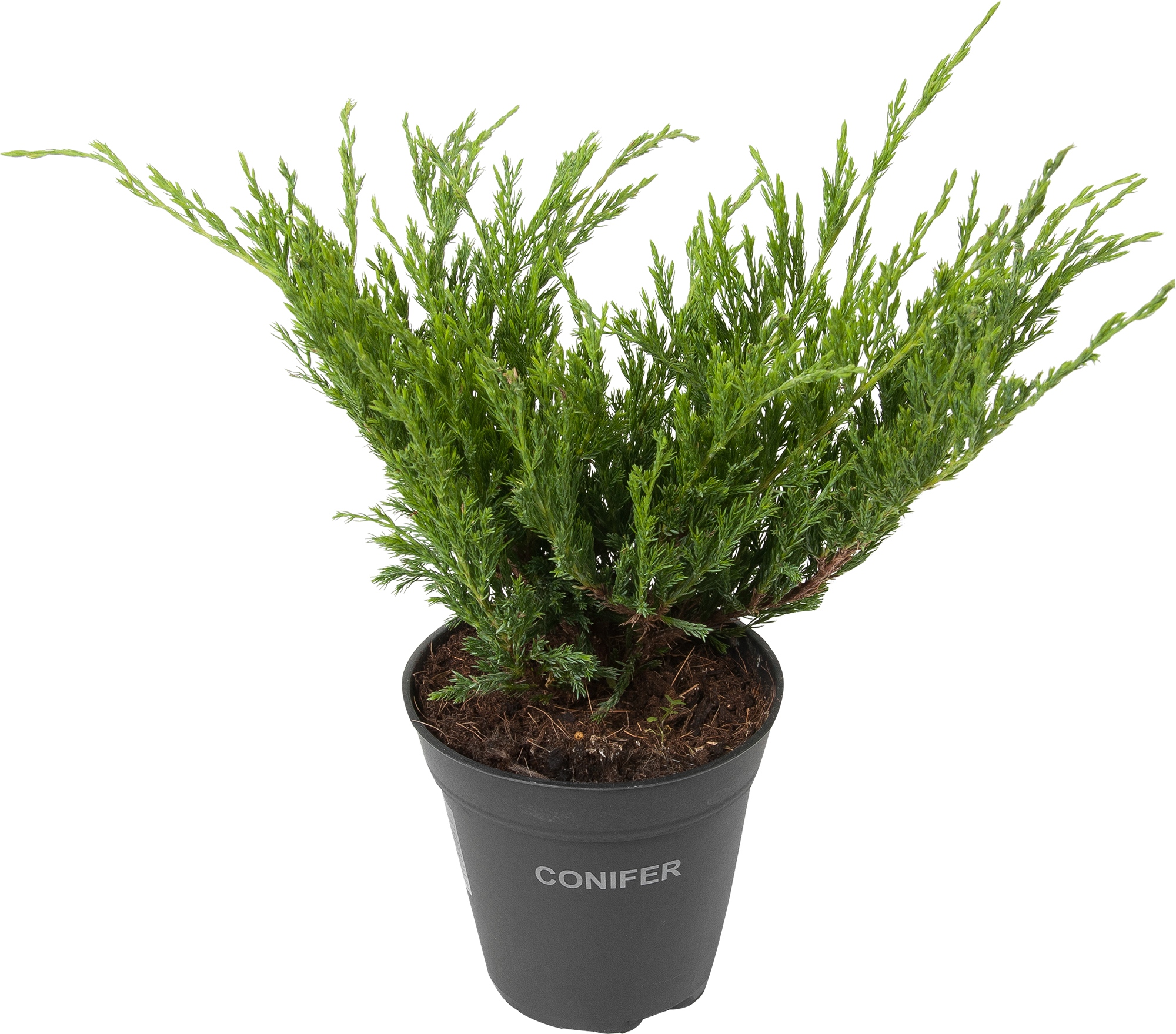 Можжевельник Андорра Компакта Santreyd - серебристо-зеленый хвойный кустарник 82219030 STLM-0022183