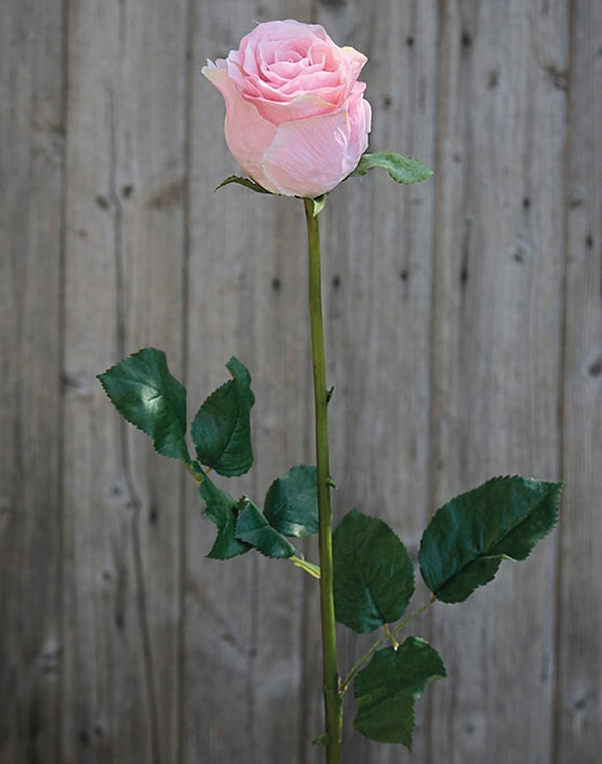 3256 510 a3 Роза искусственный цветок Duchesse, 85 см, розовая H-andreas  - Вид №2