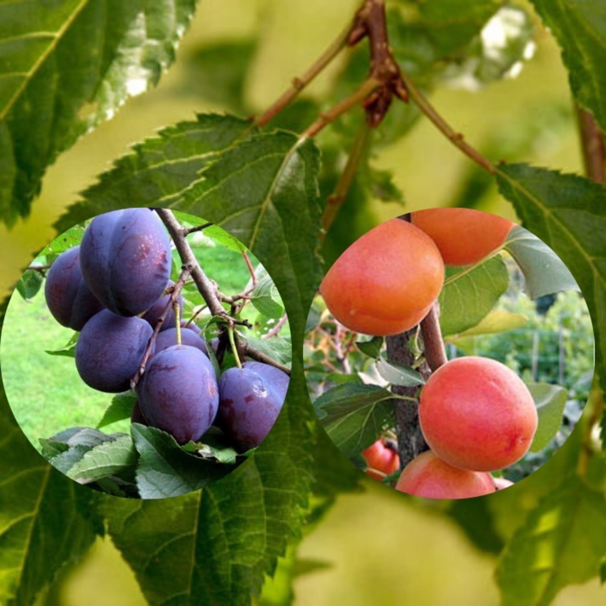 85325510 Дерево-сад Слива микс ø30 h120 см Santreyd 