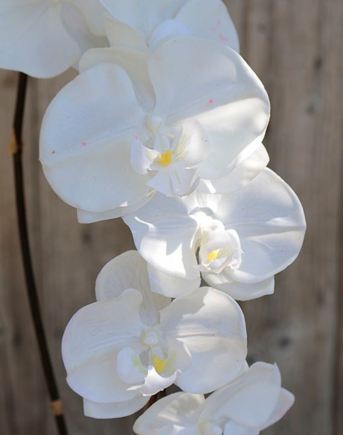 2526 700 a2 Искусственная орхидея Phalaenopsis, 73 см, real touch, чистый белый H-andreas  - Вид №1