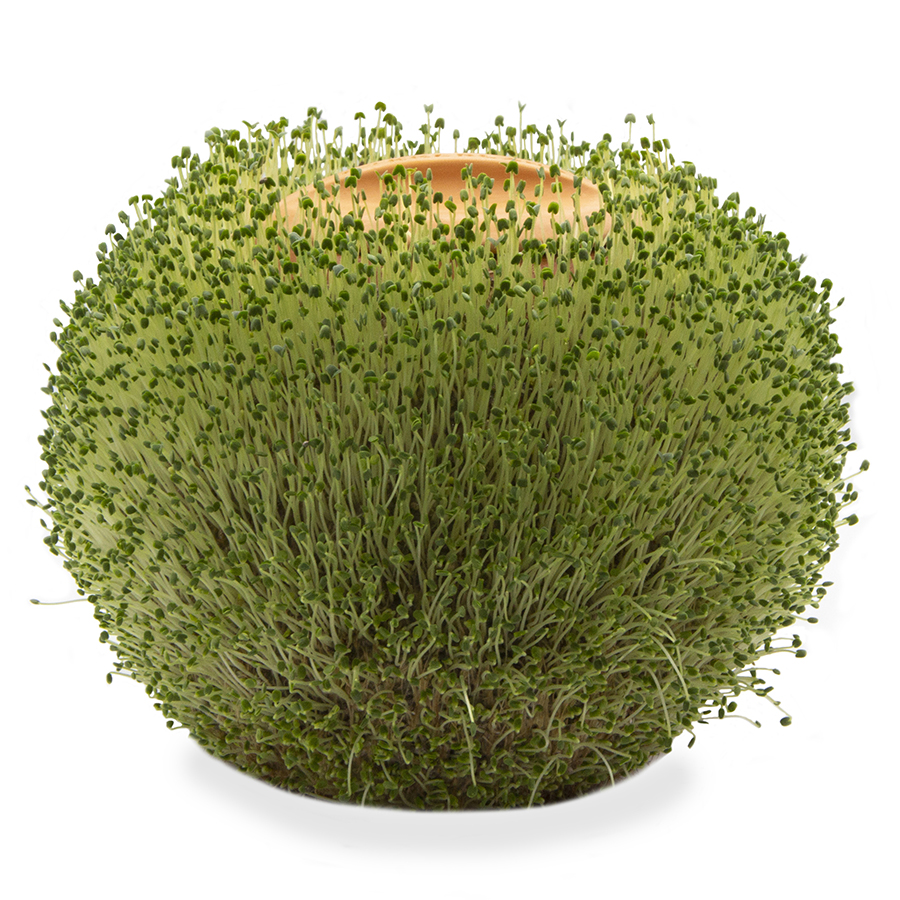 CD547 Кашпо green orb Kikkerland 