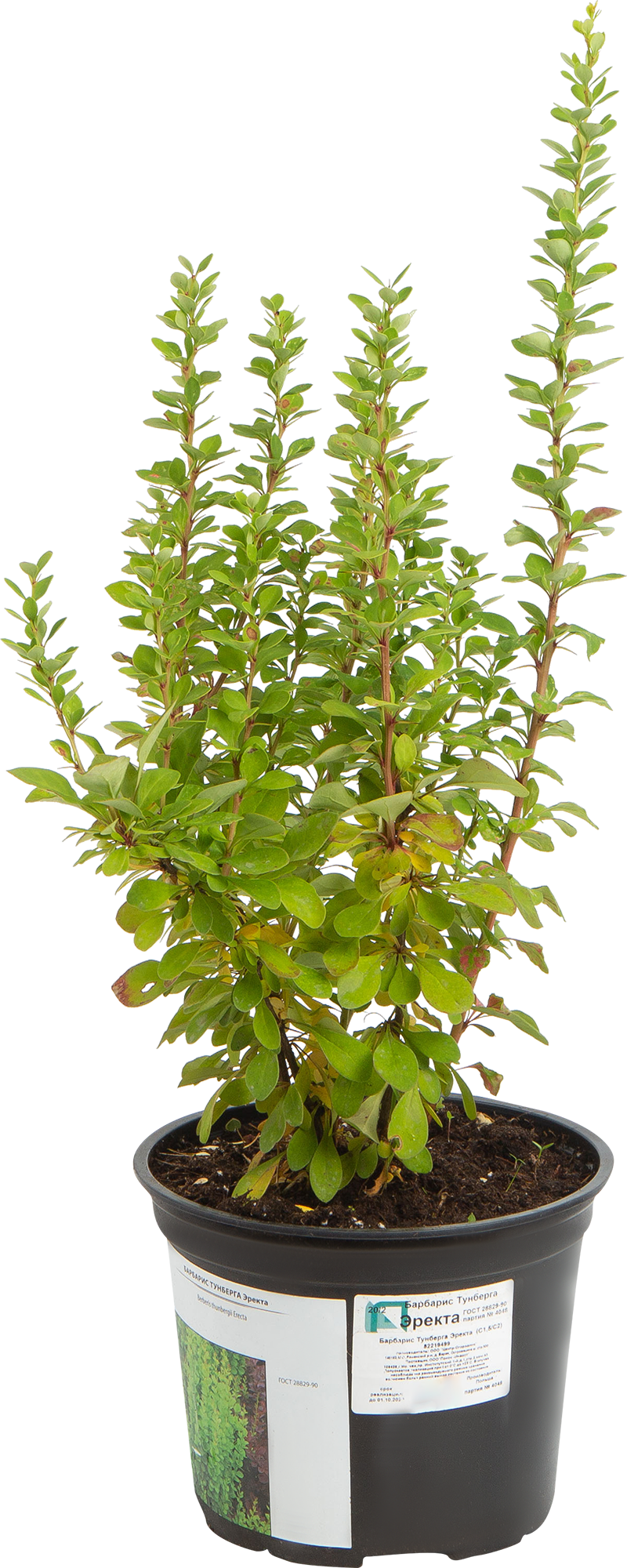 Барбарис Тунберга Эректа Santreyd - саженец с прямостоячими побегами 82219499 STLM-0022204
