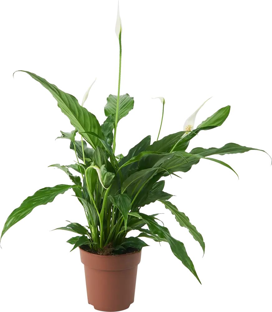 Santreyd Спатифиллум Свит Бенито — изящное комнатное растение с белыми цветами 85324988