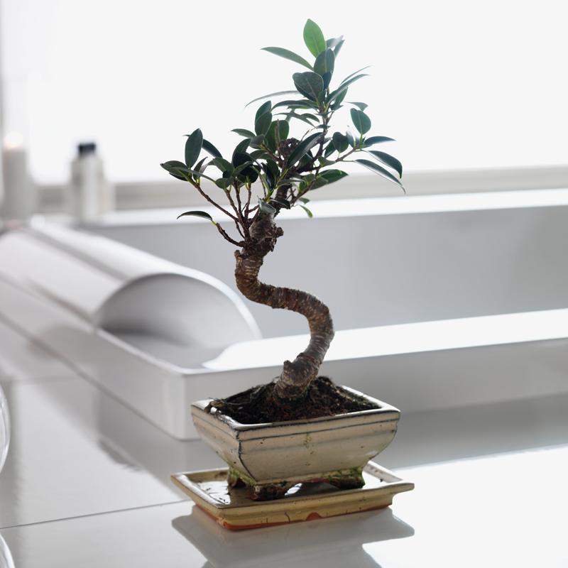 20082111-00  Pacific 190Sq Комфорт 2.0 Westerbergs  - Вид №3