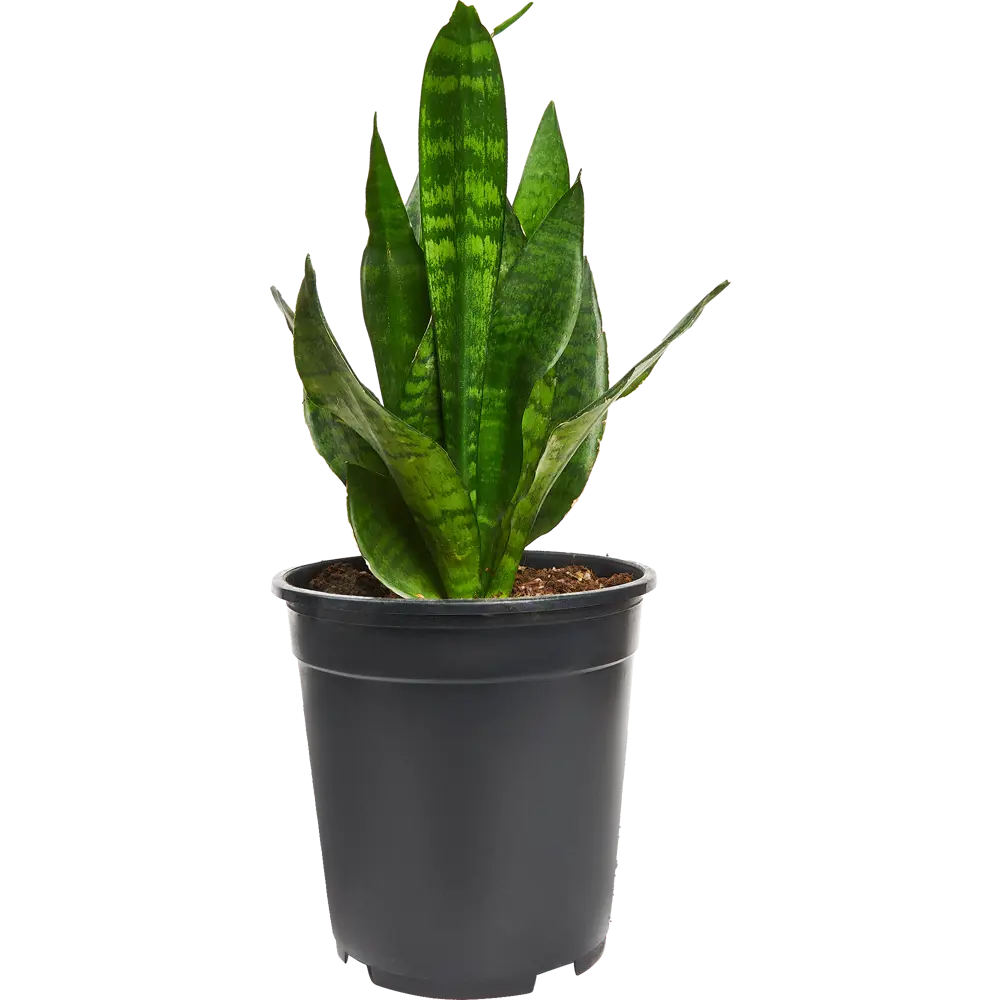 Santreyd Сансевиерия Лауренти — изящный тещин язык с контрастной каймой 83590752 STLM-1520361