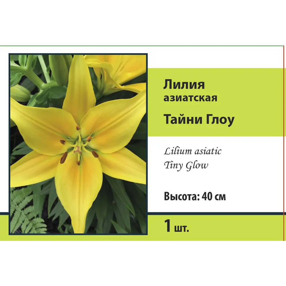 Лилия азиатская Тайни Глоу 89452300 STLM-2128315 ПОИСК 
