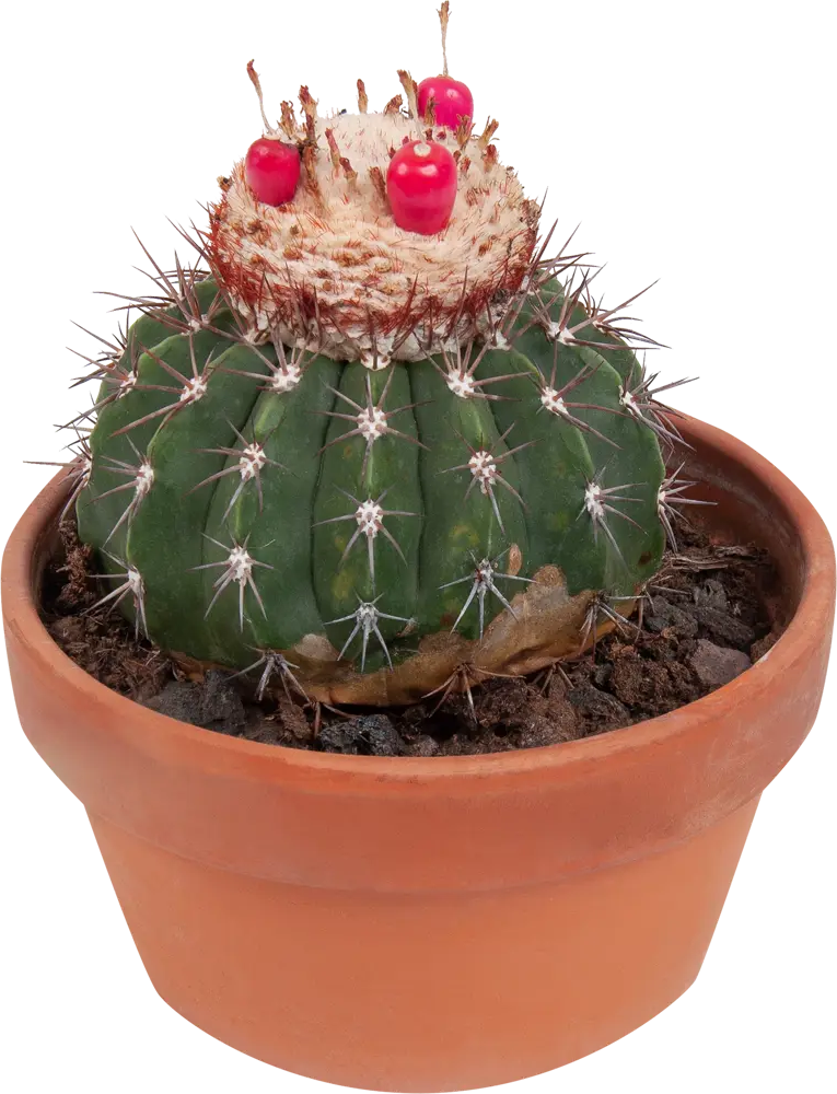 Santreyd Кактус Шар — живой суккулент для интерьера 82877371