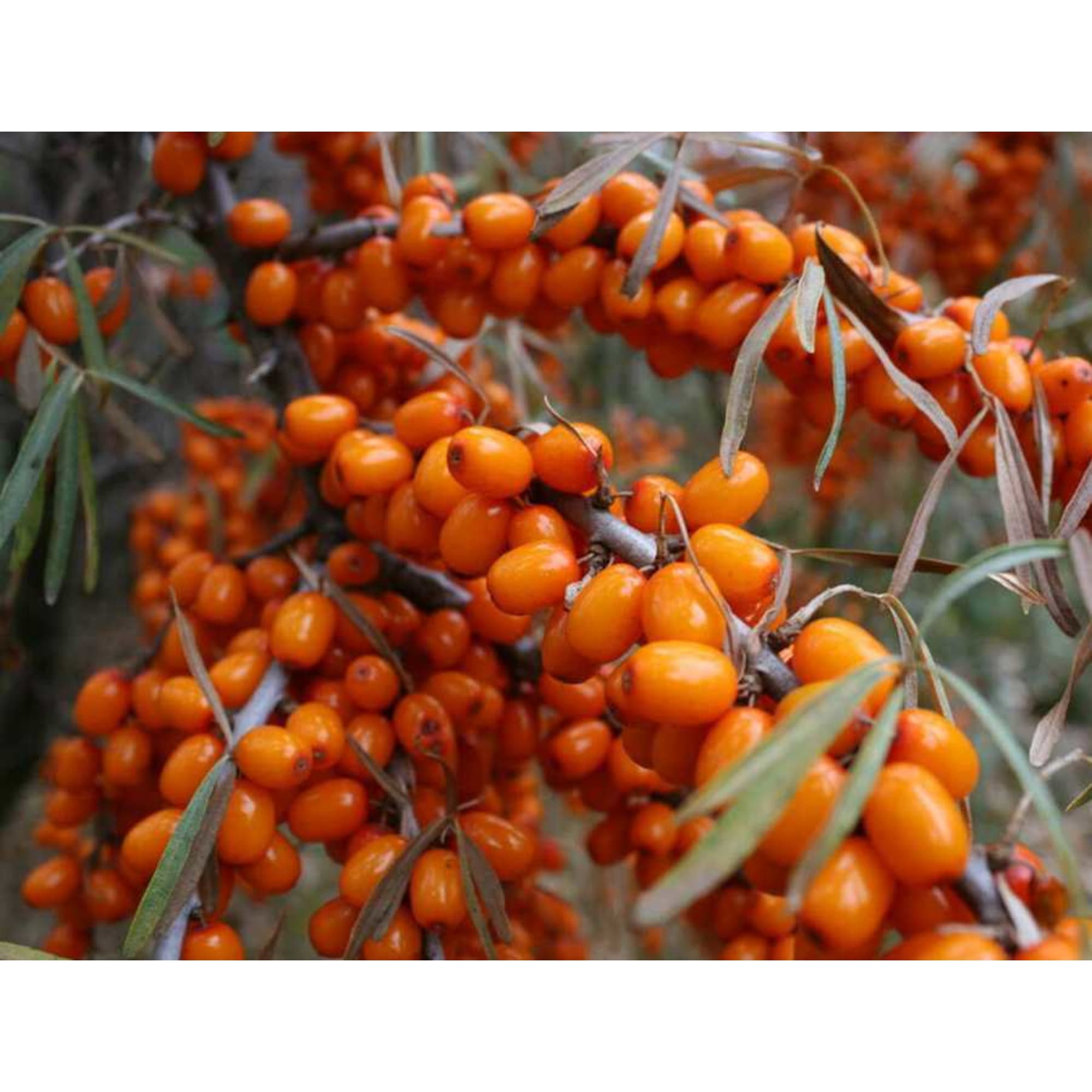 84301450 Облепиха Превосходная 1.5 года ø10 h40 см Santreyd 