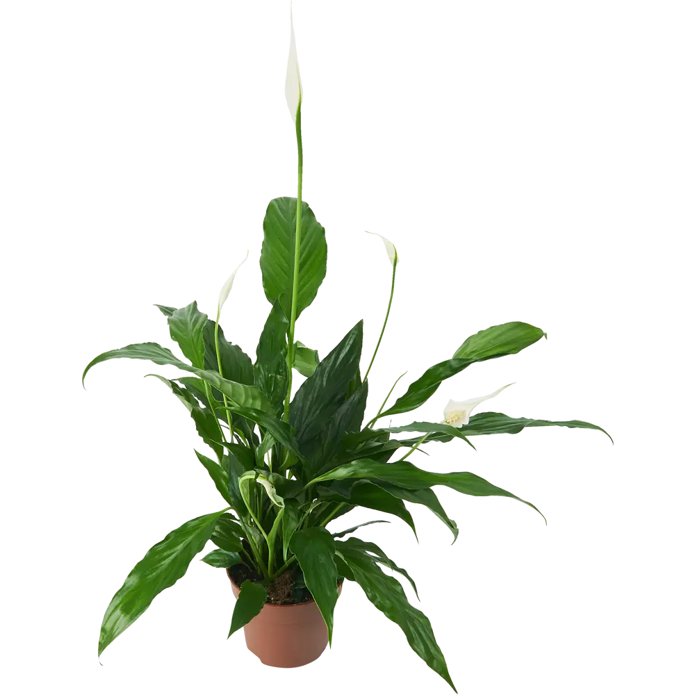 Santreyd Спатифиллум Свит Бенито — изящное комнатное растение с белыми цветами 85324988 STLM-0061544 - Вид №1